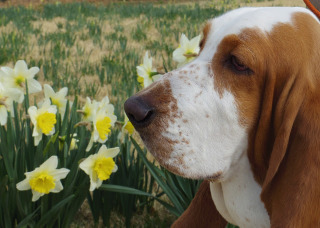 Illustration for article titled All 2013 Lazy HAL The Basset Hound Charmed Me To Death